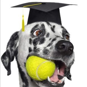 Dog Graduation Cap